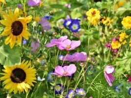 flower meadow 3598555 1920 300x200